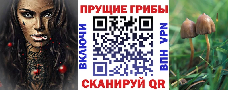 Купить  Сосенский  Псилоцибиновые грибы Cubensis 